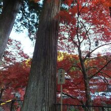 室生川沿いの三宝杉