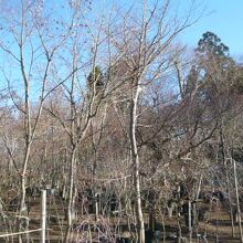 小林もみじ園の植木の群生区画です。もみじなのでしょうか。