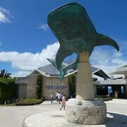 沖縄美ら海水族館 、ジンベイザメが圧巻！大人も楽しめる水族館。