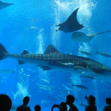 ここが目玉のジンベイがいる水槽