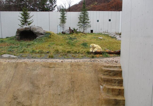 円山動物園 ホッキョクグマ館 クチコミ アクセス 営業時間 札幌 フォートラベル 円山動物園 ホッキョクグマ館 クチコミ アクセス 営業時間 札幌 フォートラベル