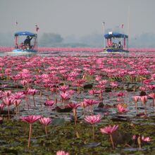 花と大舟を一緒に取るとサイズ感が分かりやすい