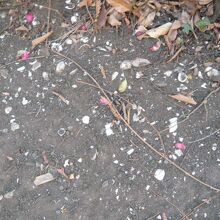 新郷貝塚の地面の様子です。現在も、貝殻が見られます。
