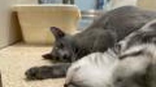 目が合うと連れて帰りそうになります