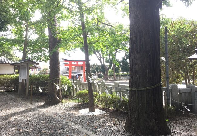 玉前神社 子宝 子授けイチョウ クチコミ アクセス 営業時間 九十九里 フォートラベル 玉前神社 子宝 子授けイチョウ クチコミ アクセス 営業時間 九十九里 フォートラベル