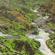 草津温泉近くにある日本最大級のチャツボミゴケのコロニーがある公園、不思議な光景が広がってます