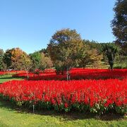 素敵なガーデンでお花を堪能