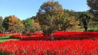 素敵なガーデンでお花を堪能