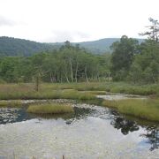 湿原の泥炭層にできる大小様々な水たまりが池塘と呼ばれます。