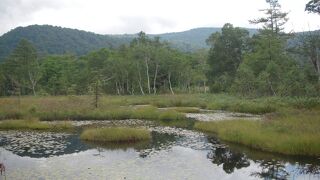 湿原の泥炭層にできる大小様々な水たまりが池塘と呼ばれます。