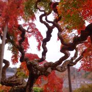 異形の紅葉。中釜戸の枝垂れモミジ