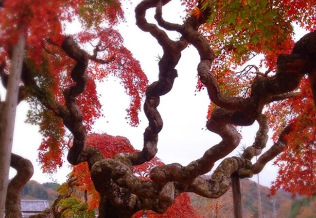 異形の紅葉。中釜戸の枝垂れモミジ