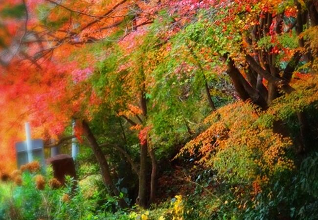 国宝白水阿弥陀堂のすぐそばの紅葉スポット　高野山願成寺