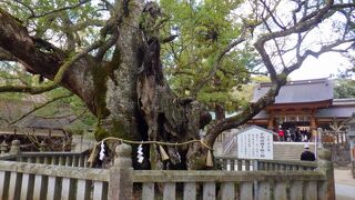 国の天然記念物に指定されている楠は見ごたえがありました