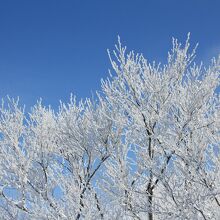 これが「霧氷」