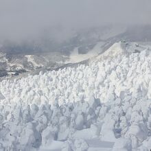 一面樹氷で埋まっています
