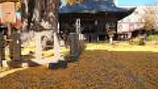 大きな銀杏の木が美しい