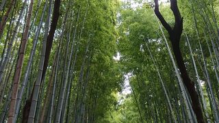 混雑を避けて亀山地区から望む