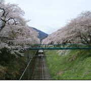 毎年、桜の花を見に行きます
