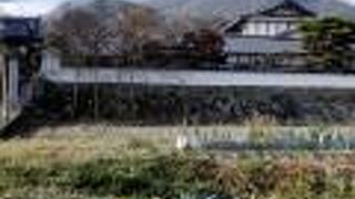 ほんまもんの寒牡丹が咲く石光寺