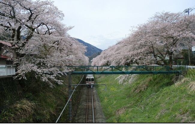 毎年、桜の花を見に行きます