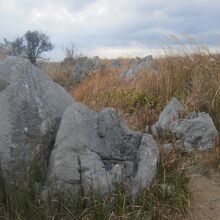 登山道沿いに沢山の石灰岩が見られるのも秋吉台ならでは。