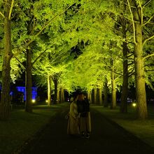 二つの学校の間はイチョウが植えられたきれいな遊歩道。