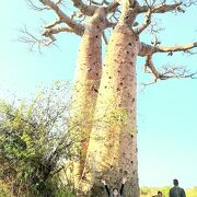 大きなパオバブの木が仲良く並んで立っています!!