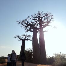 双子のバオバブの陰影