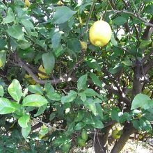 植えられたオブジェの檸檬