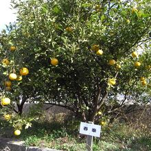 植えられたオブジェの春峯