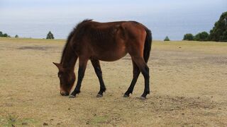 野生の馬で有名です