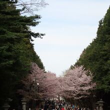 札幌の桜の名所にもなっている北海道神宮 By Mappy 北海道神宮のクチコミ フォートラベル