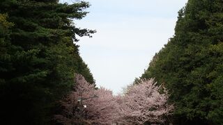 札幌の桜の名所にもなっている北海道神宮