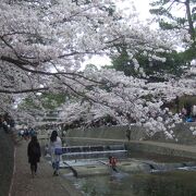 関西の桜の名所です。