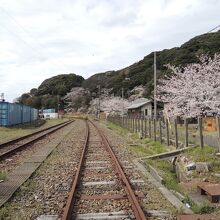 線路脇に咲く桜