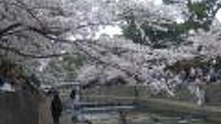 関西の桜の名所です。