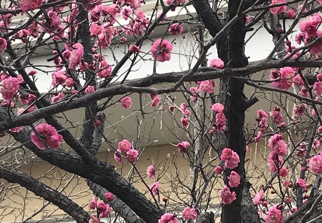 今は、隅の方で梅の花が咲いています。