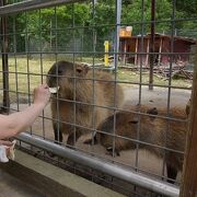 餌やりがたのしめる動物園