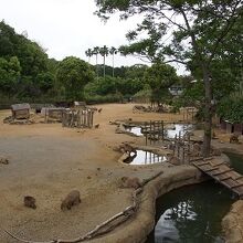 草食動物エリア