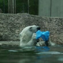 ホッキョクグマ