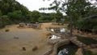 草食動物エリアがすごい