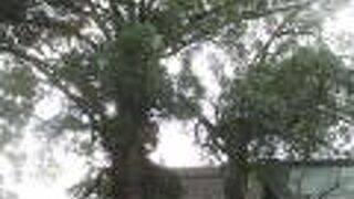 ２本には大きさの差がかなりあります。