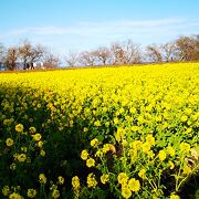 早咲きの菜の花