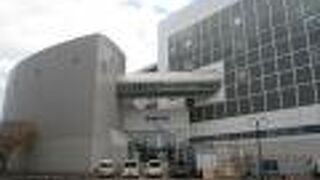 カブトガニは海に帰っていました。