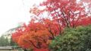 １２月は紅葉が綺麗