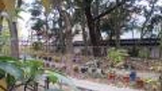 まだ鉢植えも使っているみたいです。