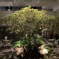 シンボルツリーの慶良間ツツジです。