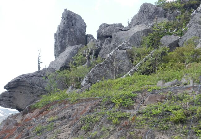 ダケカンバやブナなどの樹海の向こうに岩手山などの美しい稜線が一望できます。