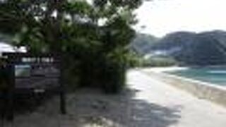 諸鈍長浜のデイゴ並木